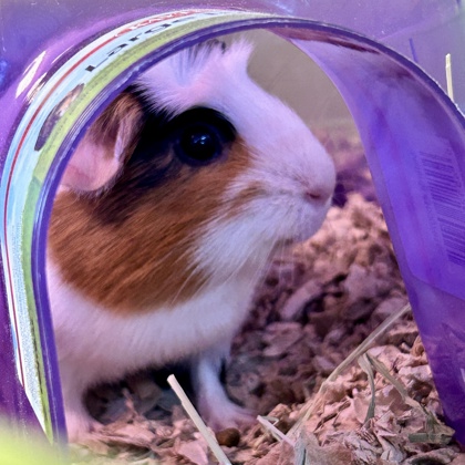 Pinko