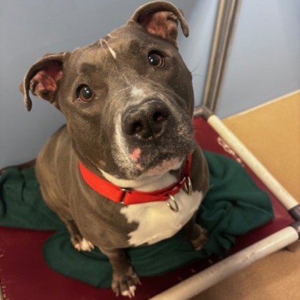 Bella - Benchwarmer!