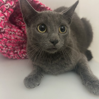 "Purrcy"