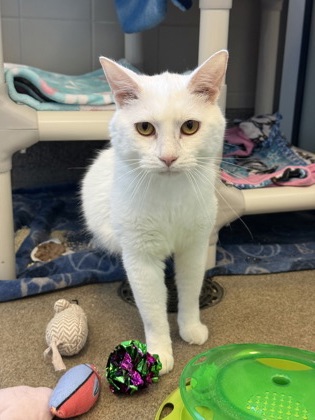 Artemis