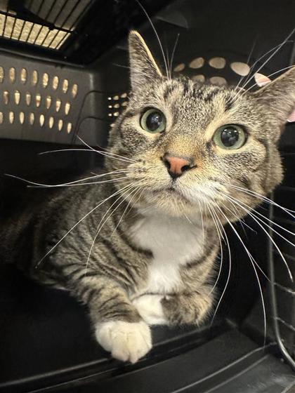 Luna-Required couple w/ Neville
