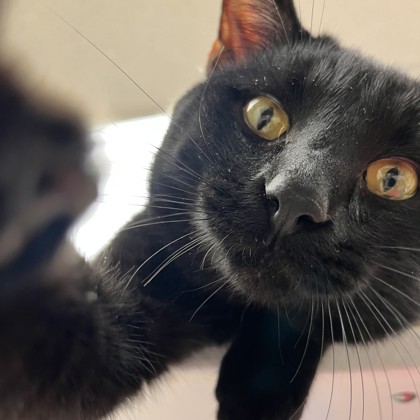 Mr. Crowley - Required Pair!