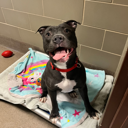 Fessie - Benchwarmer!