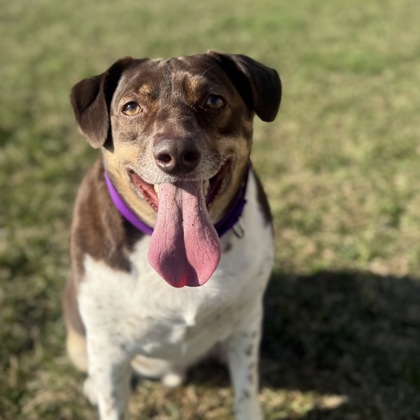 Obi