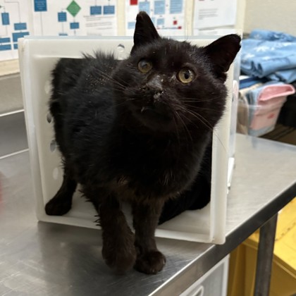 "Mordu" - Adoption Hold!