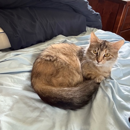 Nala