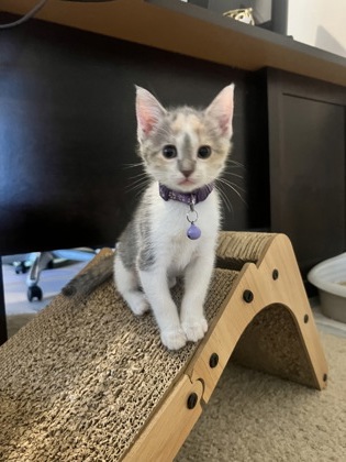 Master Tigress