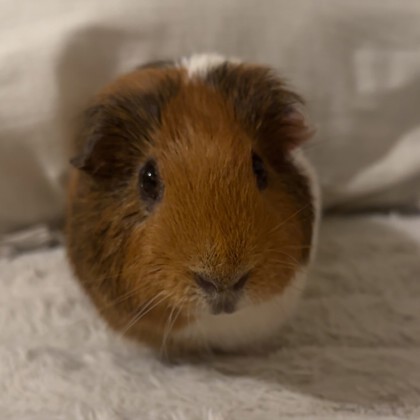 Coquito