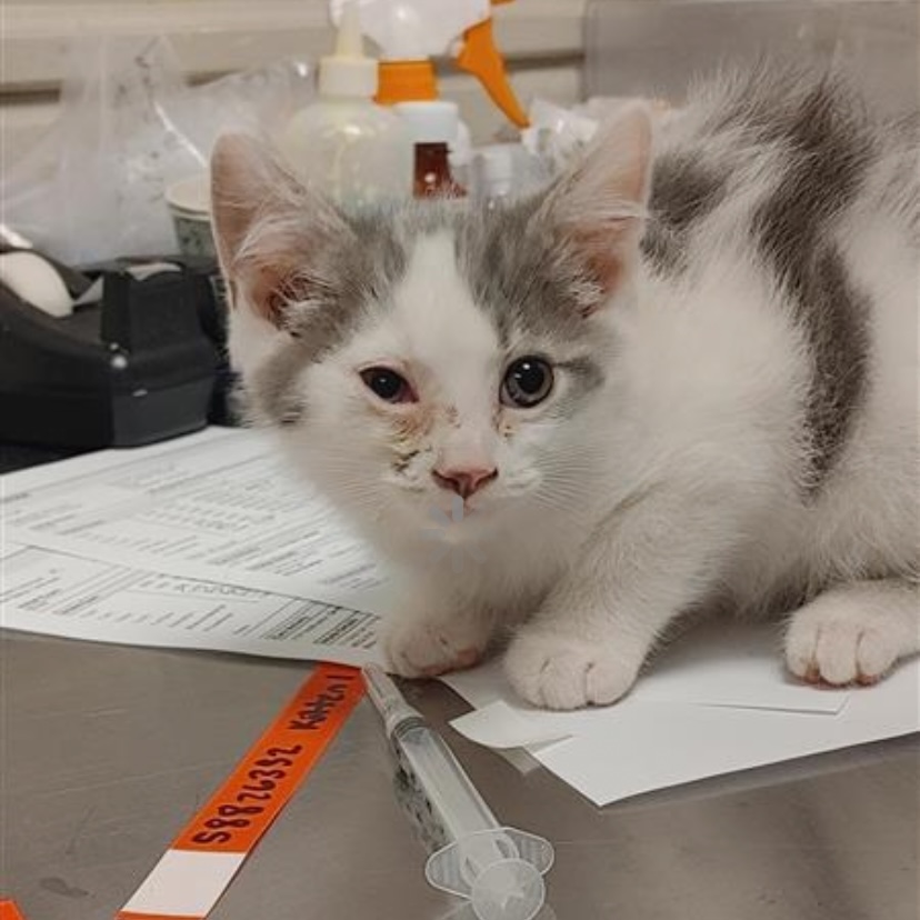 Kitten 1