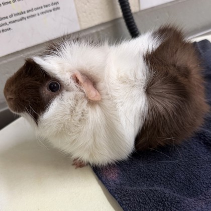 Cheerio