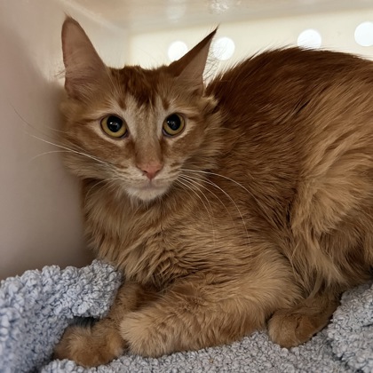 Buttercup-required couple with Grayson