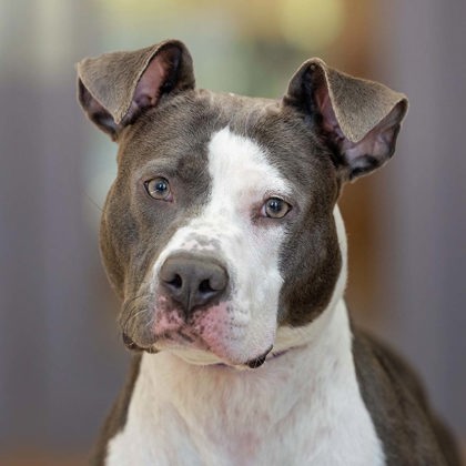 Lulu