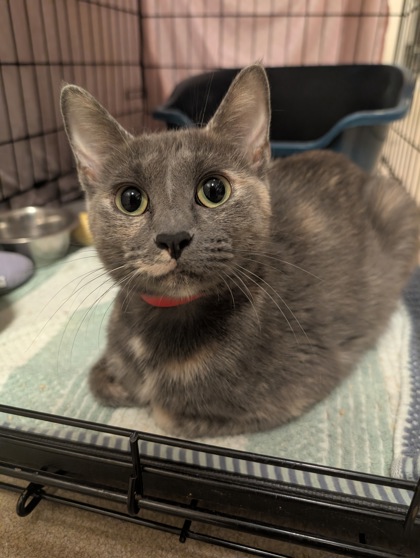 Skittcat