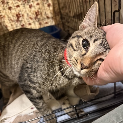 Nyah