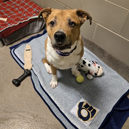 Phoebe-Volunteer Pick!