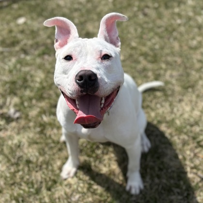 Marshmallow - Benchwarmer!