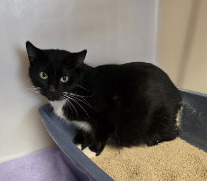 Vivian - Working Cat!