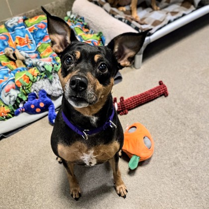 Layla - Required Couple, Vol. Pick, & Benchwarmer!