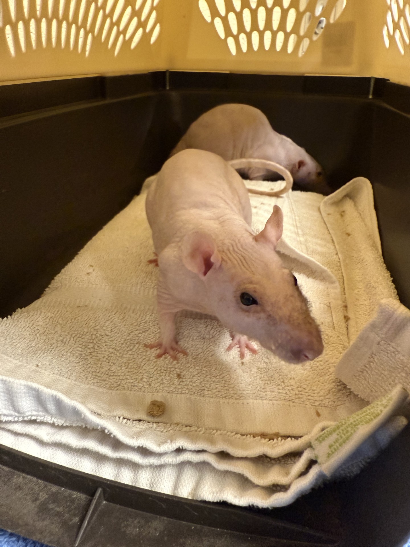 Pebbles- required pair with scabbers