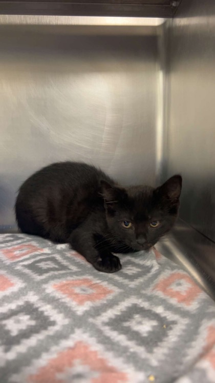 "Toothless" - Adoption Hold!