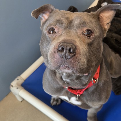 Tarzan - Benchwarmer!