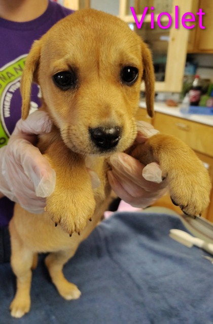 Violet - Available Wed. Jan. 14 @ 11am