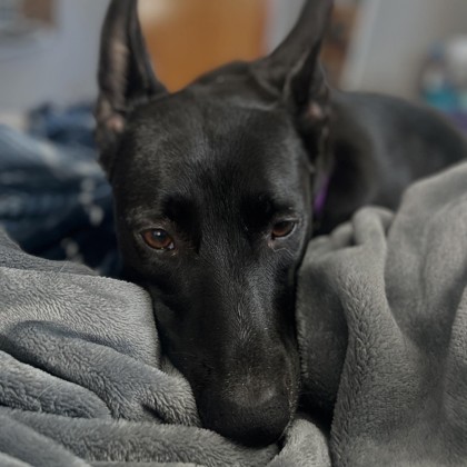 Bacon - Benchwarmer!