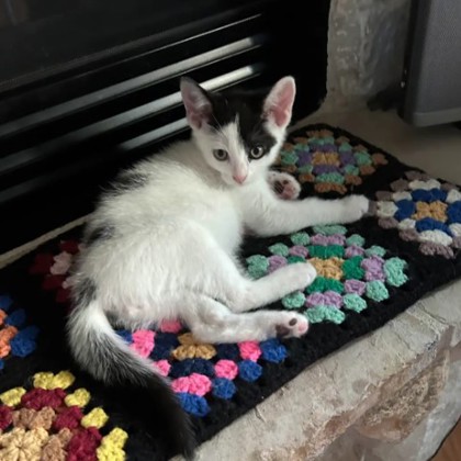 Domino