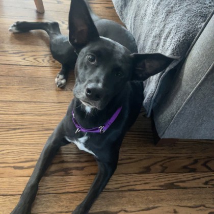 Bacon - Benchwarmer!