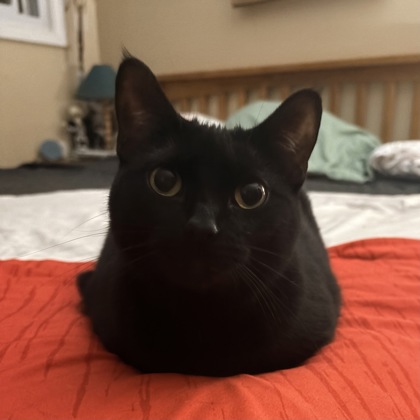 Nova
