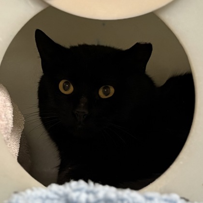 Worma Worm - Working Cat!