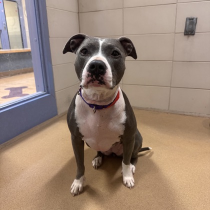 Ziggy - Benchwarmer!