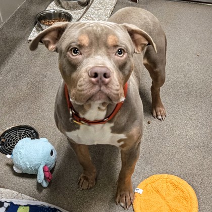 Gibby - Benchwarmer!