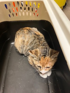 Torbie