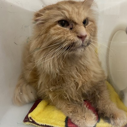 Simba