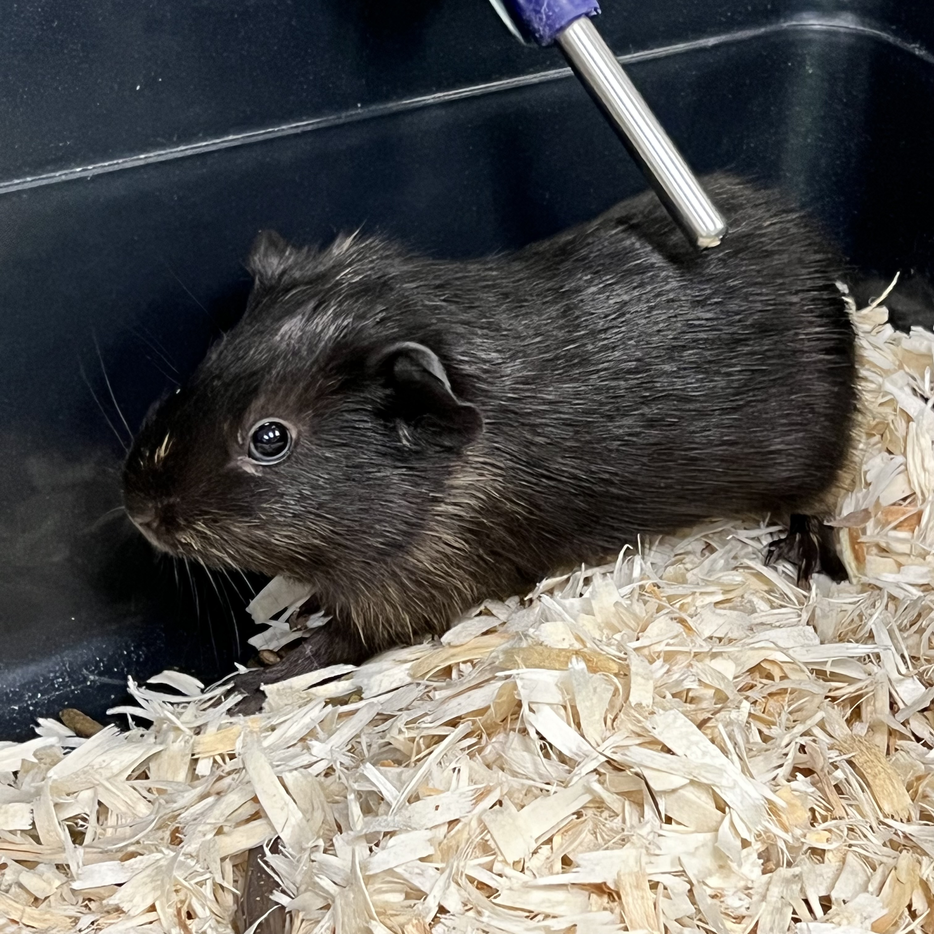 Onyx