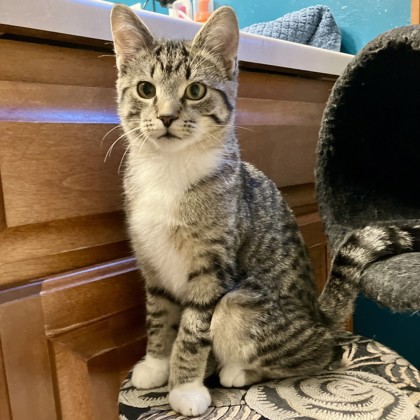 Kovu