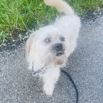 Igor