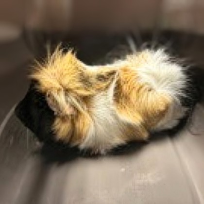Meatball