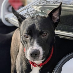 Smokey - Video, Volunteer Pick & Benchwarmer!