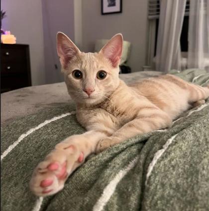 Tigger