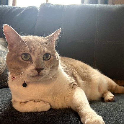 Benji