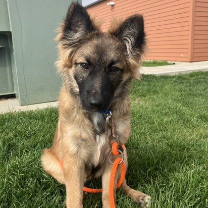 Max