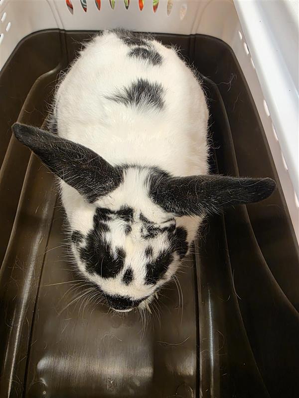 Oreo