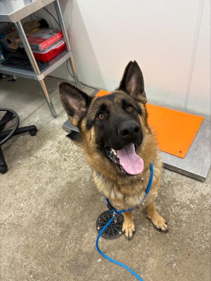 Nala