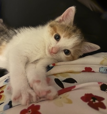 Callie