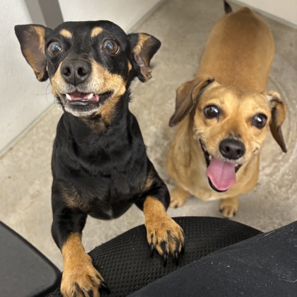 Dori - Required Pair with Shakira!