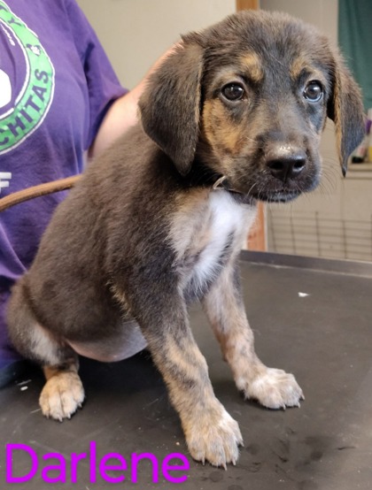 Darlene - Available Sat. July 26 @ 3pm!