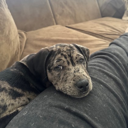 Cora