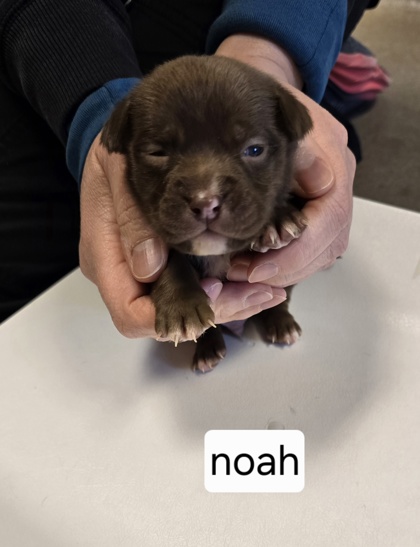 Noah